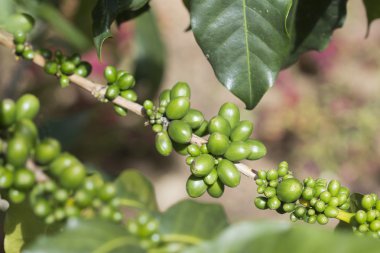 Yeşil arabica kahve çekirdekleri