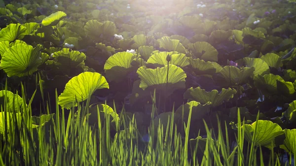 Lotus blad in vijver — Stockfoto