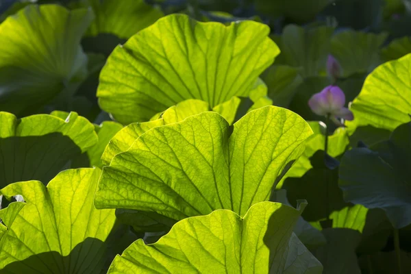 Lotus blad in vijver — Stockfoto