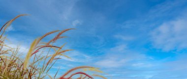 Mavi gökyüzünde rüzgarda çimen çiçeği.