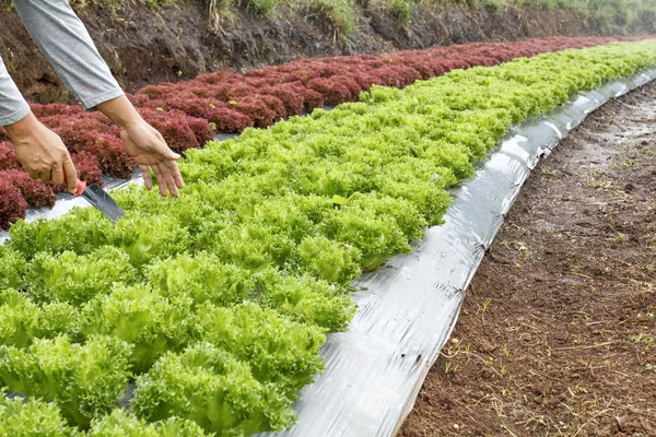Jardim de legumes, com película plástica protegida em terra . — Fotografia de Stock