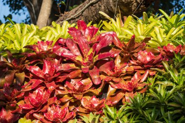 Tatil köyündeki tropikal Bromeliad fabrikasını kapatın..