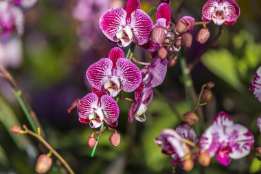 Bahçedeki mor falanopsis çiçeği çok güzel.