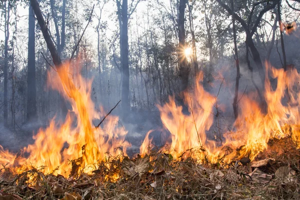 Fuego de arbusto destruir bosque tropical — Foto de Stock