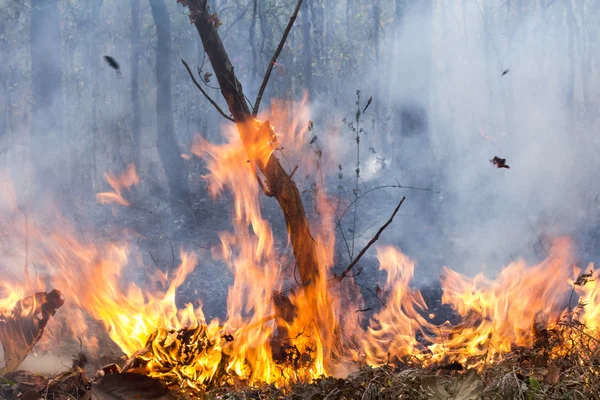 Feu de brousse détruire la forêt tropicale — Photo