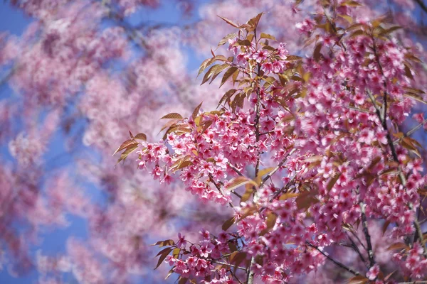 Flor de cerejeira, flores de sakura — Fotografia de Stock