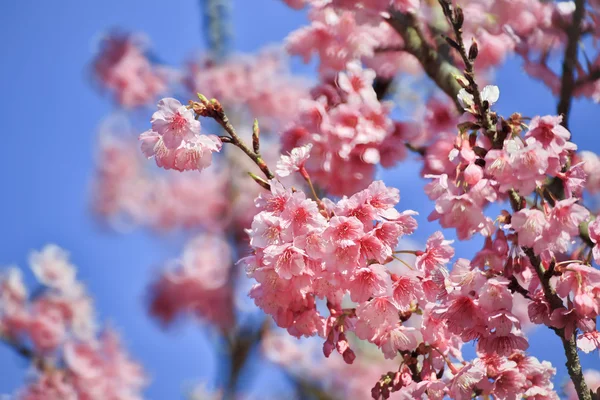 Flor de cerejeira, flores de sakura — Fotografia de Stock