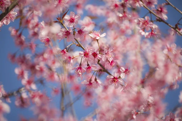 Kwiat, kwiaty sakura — Zdjęcie stockowe