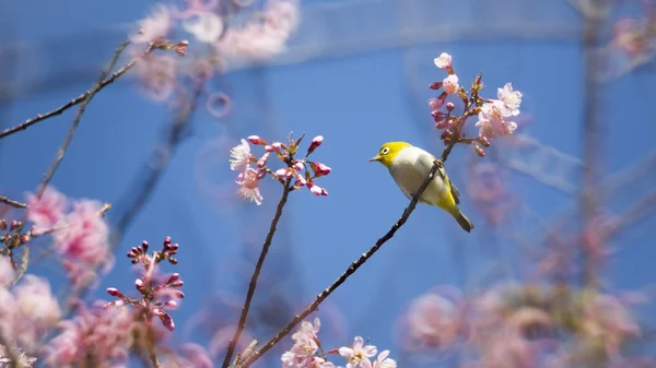 El Ojo Blanco Oriental, Zosterops palpebrosus, en flor de cerezo —  Fotos de Stock