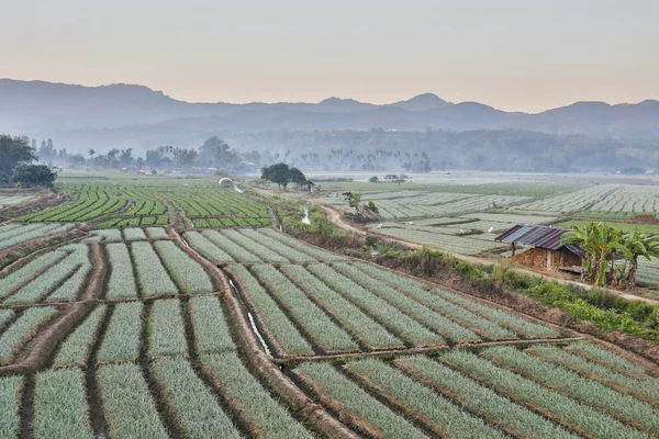 Campo de chalotes con fondo de montaña, Tailandia —  Fotos de Stock