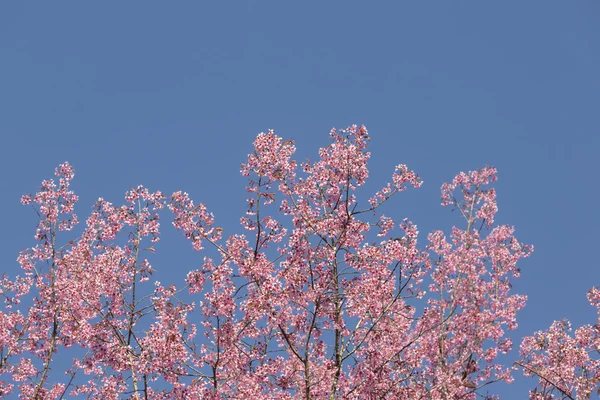 Třešňový květ, květy sakura — Stock fotografie