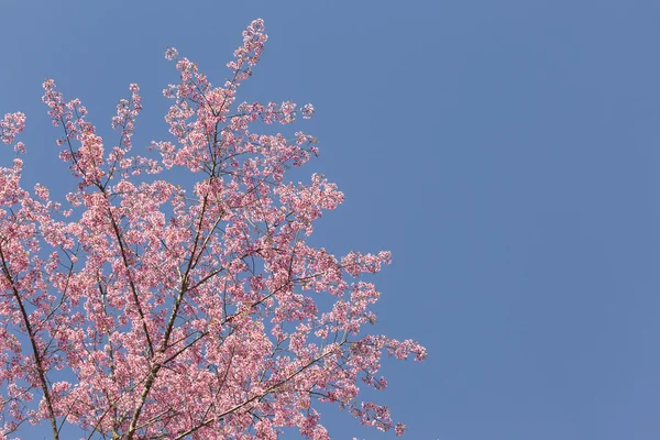 Fiori di ciliegio, fiori di sakura — Foto Stock