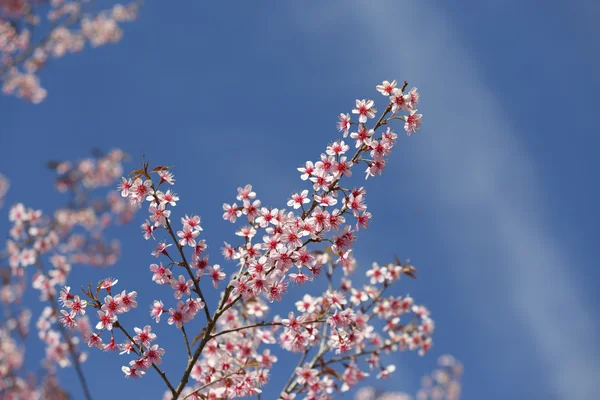 Kersenbloesem, sakura bloemen — Stockfoto