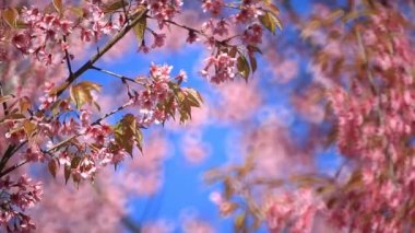 kiraz çiçeği, sakura çiçekler