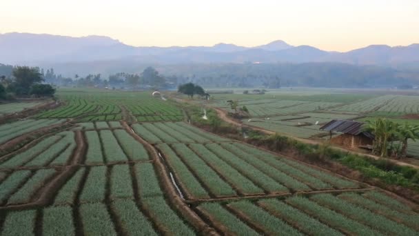 Schalottenlök fältet med mountain bakgrund, Chiangmai Thailand — Stockvideo