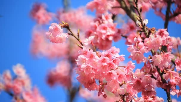 Cherry blossom, sakura flowers — Stock Video