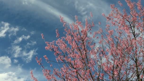 Fiori di ciliegio, fiori di sakura con nuvola di movimento — Video Stock