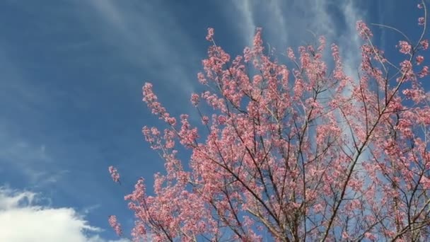 Flor de cerejeira, flores sakura panning direita — Vídeo de Stock