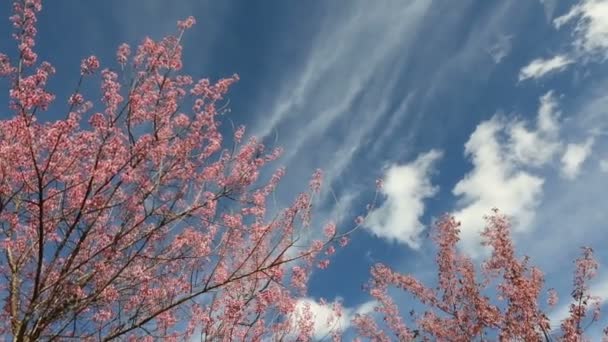 Cseresznyevirág, sakura virágokat eltolással balra. — Stock videók