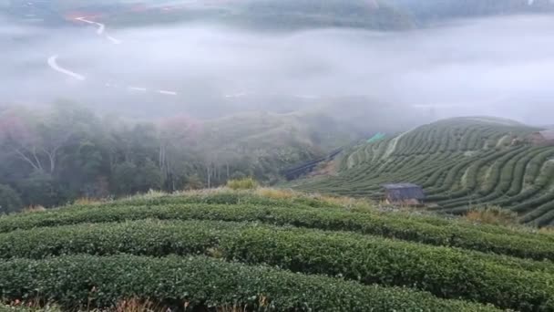 차 밭 아침 보기, 앙 Khang, 치앙마이, 태국 — 비디오