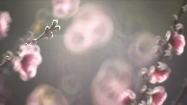 Pembe Çin Erik çiçekleri veya Japon kayısı çiçek, Erik çiçeği, aşağı eğimli