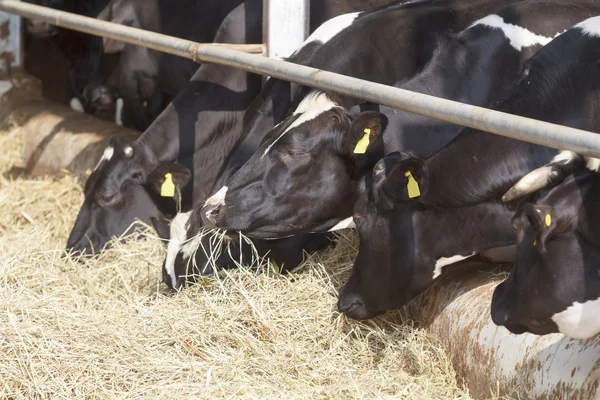 Nourrir les vaches laitières dans une ferme — Photo