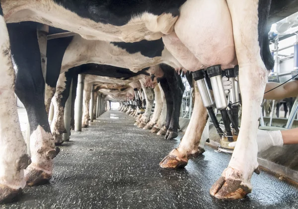 Fila de vacas ordeñadas — Foto de Stock