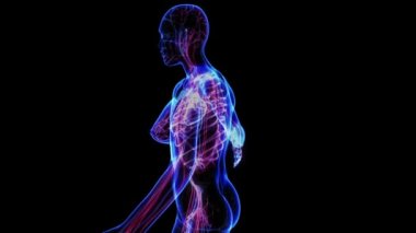 kadın dolaşım sistemi