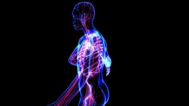 kadın dolaşım sistemi