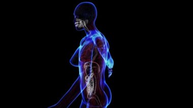 kadın sindirim sistemi