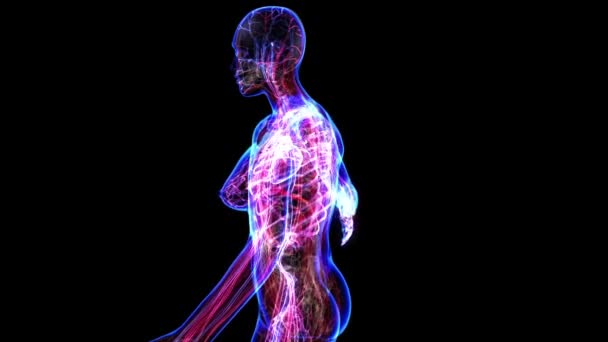 Appareil circulatoire féminin 