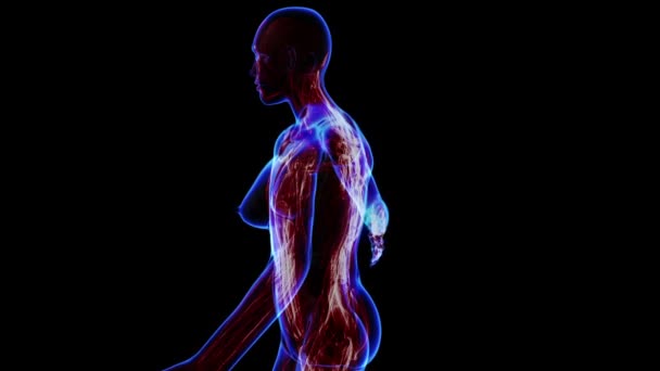 Żeński układ mięśniowy — Wideo stockowe