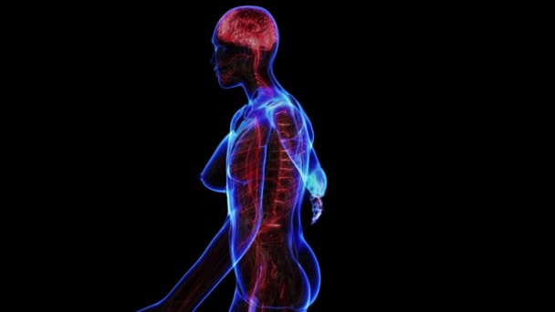 système nerveux féminin 