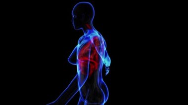 Geçiş vücut. Döngü