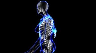 Kadın iskelet. Döngü