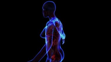 kadın üriner sistem