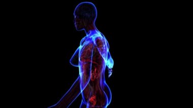 kadın üriner sistem