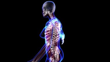 Kadın iskelet sistemi