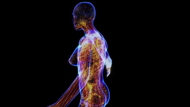 Système lymphatique féminin 