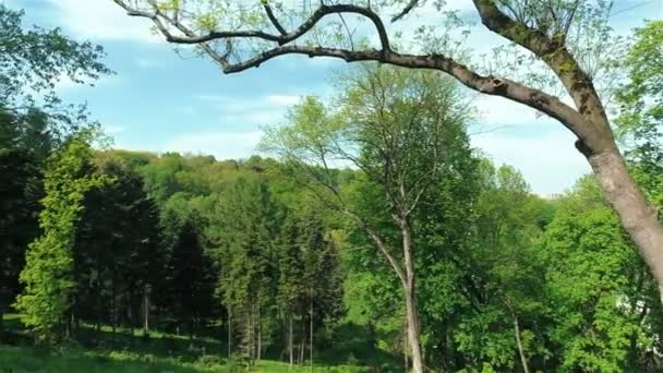 Naturaleza tiro de fondo — Vídeo de stock