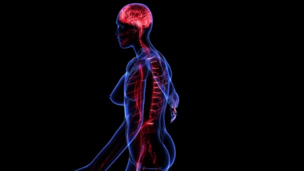 Système squelettique féminin 