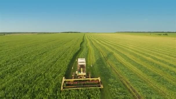 Arató munka zöld mezőn — Stock videók