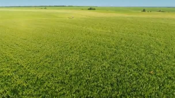 收割机工作在绿色的田野 — 图库视频影像