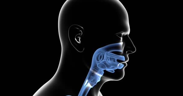 人类呼吸系统突出蓝色 — 图库视频影像
