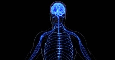 İnsan sinir sistemi