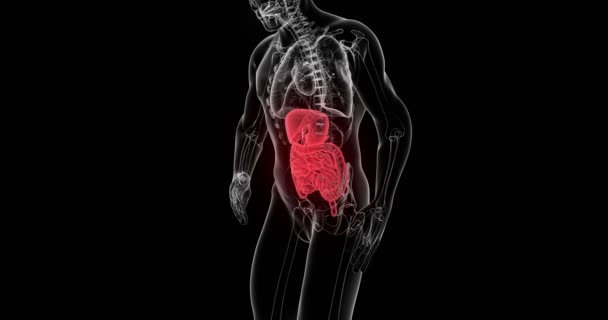 Human digestive system animation. Digestive system highlighted from red to blue color. — Stock Footage Human Digestive System Animation Digestive System Highlighted Red Blue Color Video Clip