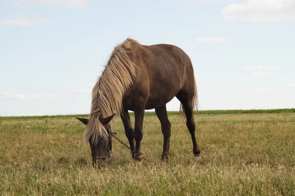 Caballo en pastos — Foto de Stock