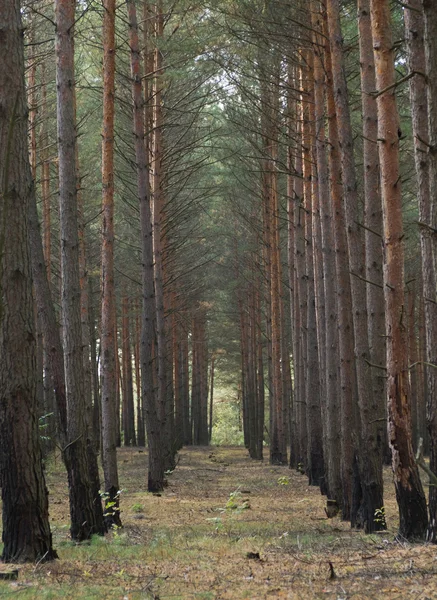 Pinetree orman