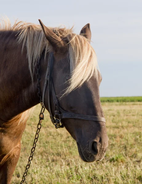 Caballo en pastos — Foto de Stock