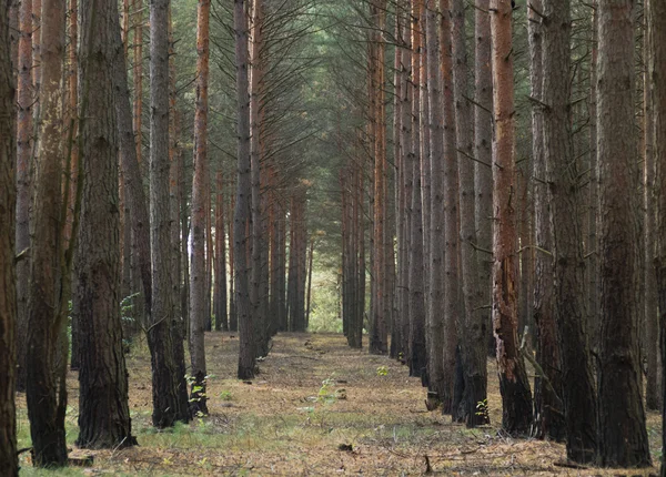 Δάσος Pinetree Εικόνα Αρχείου